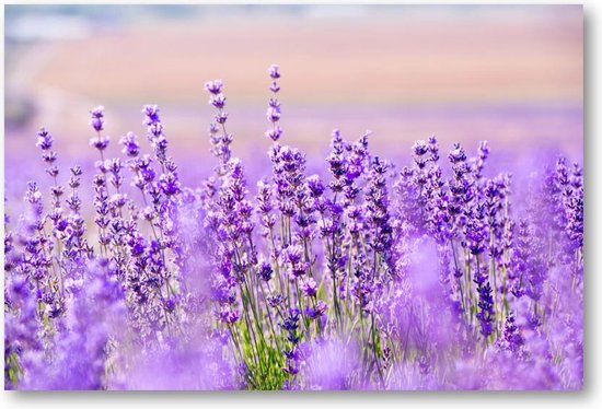 Paars Lavendel in Lavendelveld - 90x60 Canvas Liggend - Bloemen - Natuur