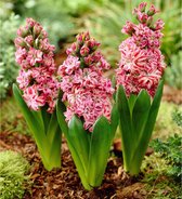 5x Hyacint - Hyacinthus 'Eros' - Roze - 5 bollen