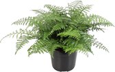 Hellogreen Kamerplant - Asplenium Parvati - Varen - 55 cm