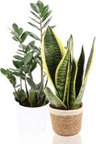 e-bloom | Kamerplant - Zamioculcas & Sanseveria incl. potjes - Hoogte 45 cm - Potmaat 12 cm