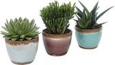 Set van 3 vetplanten in Old Look keramiek ↨ 20cm - 3 stuks - hoge kwaliteit planten