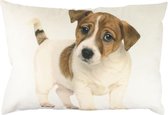 canvas kussen pup jack russel 35x50cm