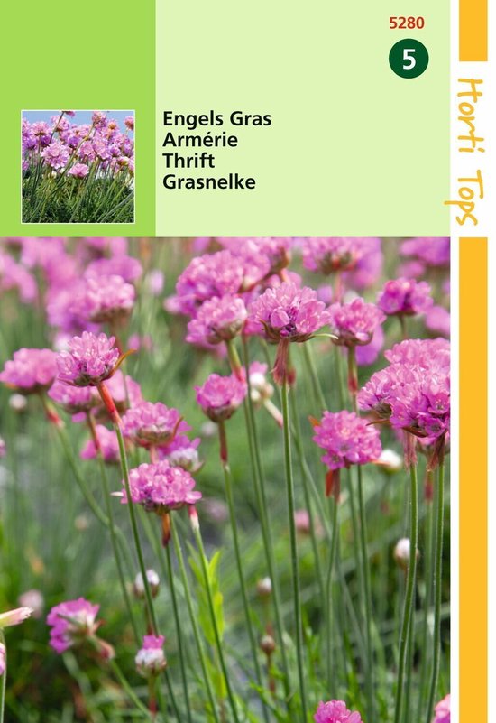 2 stuks Hortitops Armeria Laucheana Rosea Engels Gras