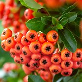 2x Pyracantha 'Orange Glow' - Vuurdoorn groen-oranje - Set van 2 - ↑ 55-65cm - Ø 15cm