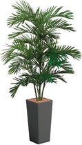 HTT - Kunstplant Areca palm in Clou vierkant antraciet H200 cm