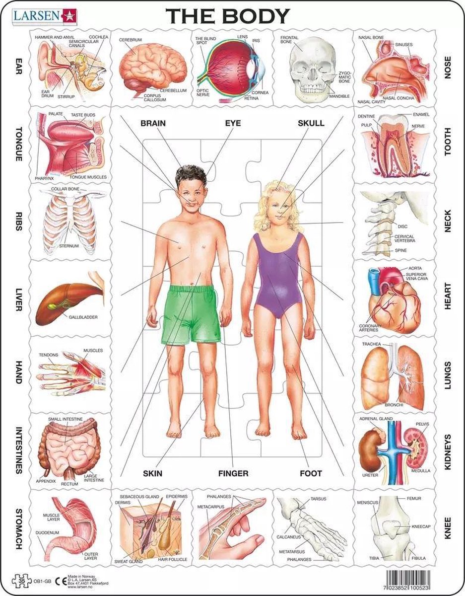 Larsen puzzel - het menselijk lichaam - ob, Onbekend | 7023850227017