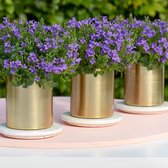 Campanula poscharskyana 'Ambella Intense Lavender' - Klokjesbloem Paars - ↑ 25-30cm - Ø 10,5cm