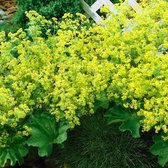 Alchemilla Mollis - Vrouwenmantel - Geelgroen - ↑ 25-35cm - Ø 12,5cm