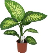 Dieffenbachia Seguine 'Tropic Snow' - ↑ 65-70cm - Ø 17cm