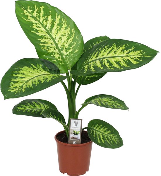 Find the perfect Dieffenbachia for you on Bol.com