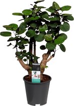 Polyscias 'Fabian' - Sterke tropische kamerplant - ↑ 65-75cm - Ø 17cm