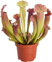 Sarracenia 'Juthatip Soper' - Vleesetende plant - ↑ 15-20cm - Ø 9cm