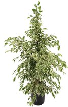 Ficus Benjamina 'Twilight' -  Treurvijg - ↑ 100-110cm - Ø 21cm