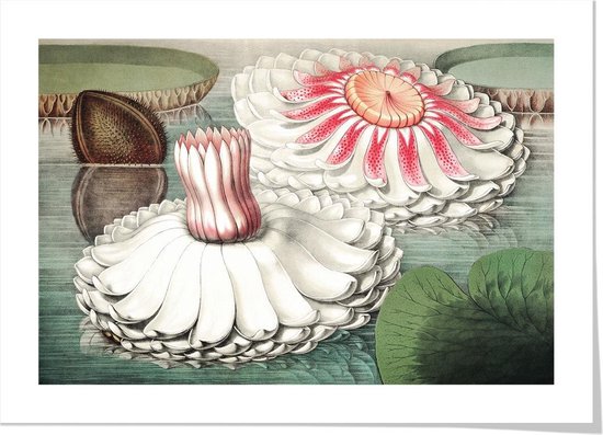 Art print ‘Victoria Regia open en half-open bloei’ 50x70 cm.