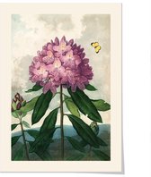 Art print ‘Temple of Flora - Rhododendron Ponticum’ 50x70 cm.