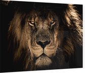 Leeuw op zwarte achtergrond - Foto op Plexiglas - 90 x 60 cm