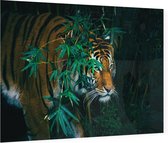 Bengaalse tijger in oerwoud - Foto op Plexiglas - 60 x 40 cm