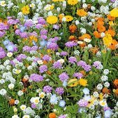 MRS Seeds & Mixtures Rotstuinen Bloemenmix - Eenjarig – groeihoogte: 15-60 cm – 20 verschillende bloemsoorten – trekt nuttige insecten aan – creëert een prachtige bloemenoase – erg kleurrijk met veel verschillende bloeivormen