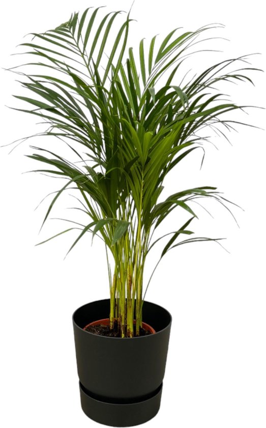 Areca palm - ↨85cm - Ø19cm inclusief elho Greenville Round zwart D24xH23