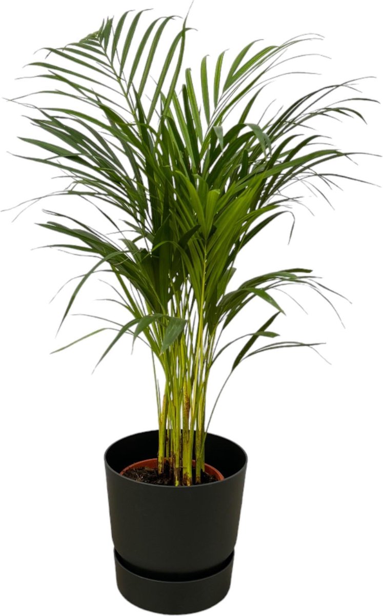 Areca palm - ↨85cm - Ø19cm inclusief elho Greenville Round zwart D24xH23