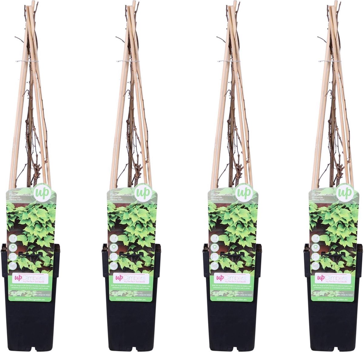 4x - Parthenocissus tricuspidata 'Veitch Boskoop' - ↨65cm - Ø15