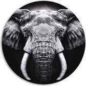 Olifant wandschalen - Dieren muurcirkels - Rond schilderij Slagtanden - Wanddecoratie klassiek - Wandbord - Muur kunst muurcirkel forex 50x50 cm