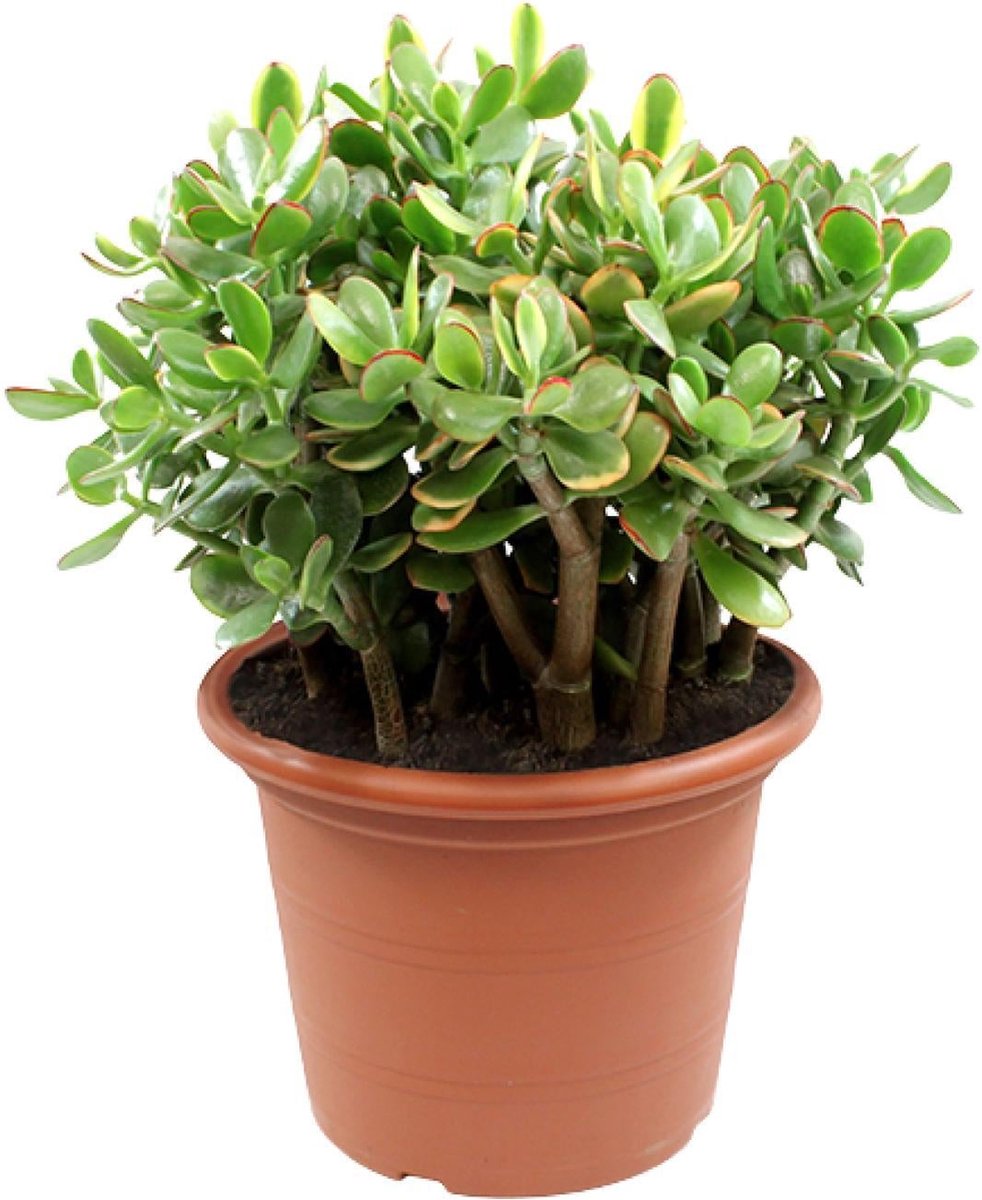 Crassula Sunset - Ø30cm - 50cm -