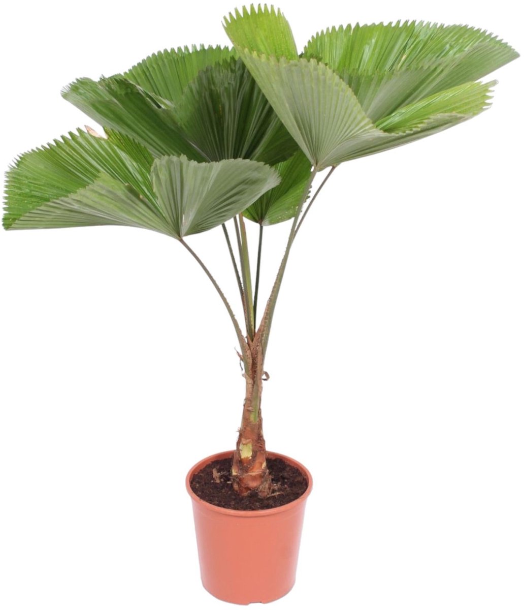 Licuala Grandis - 140 cm - ø30