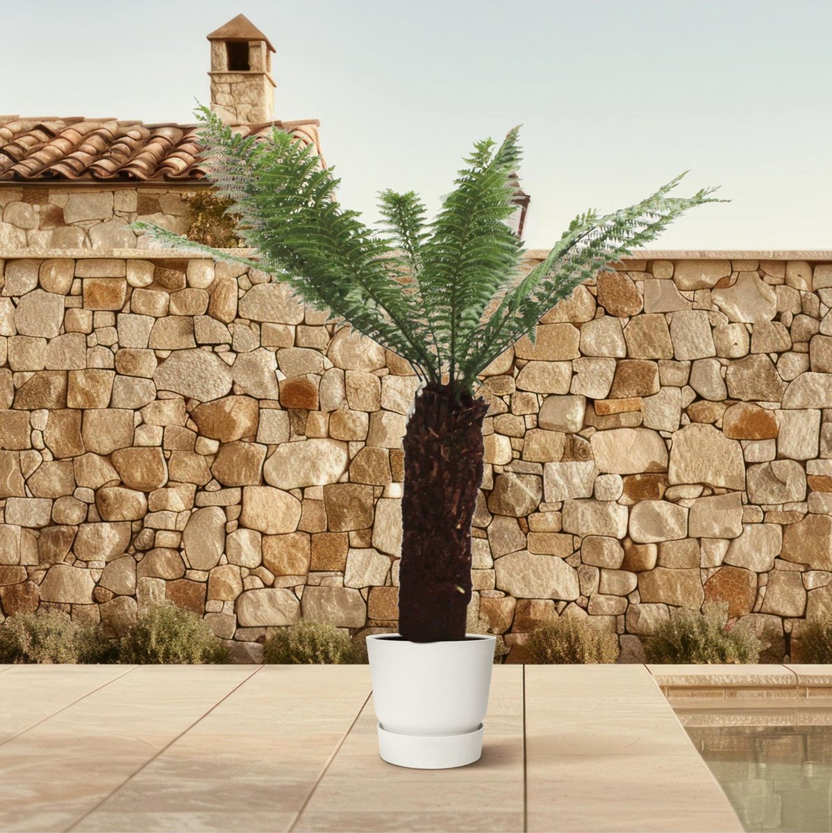 Green Harmony - Dicksonia Antarctica - 230cm - ø55