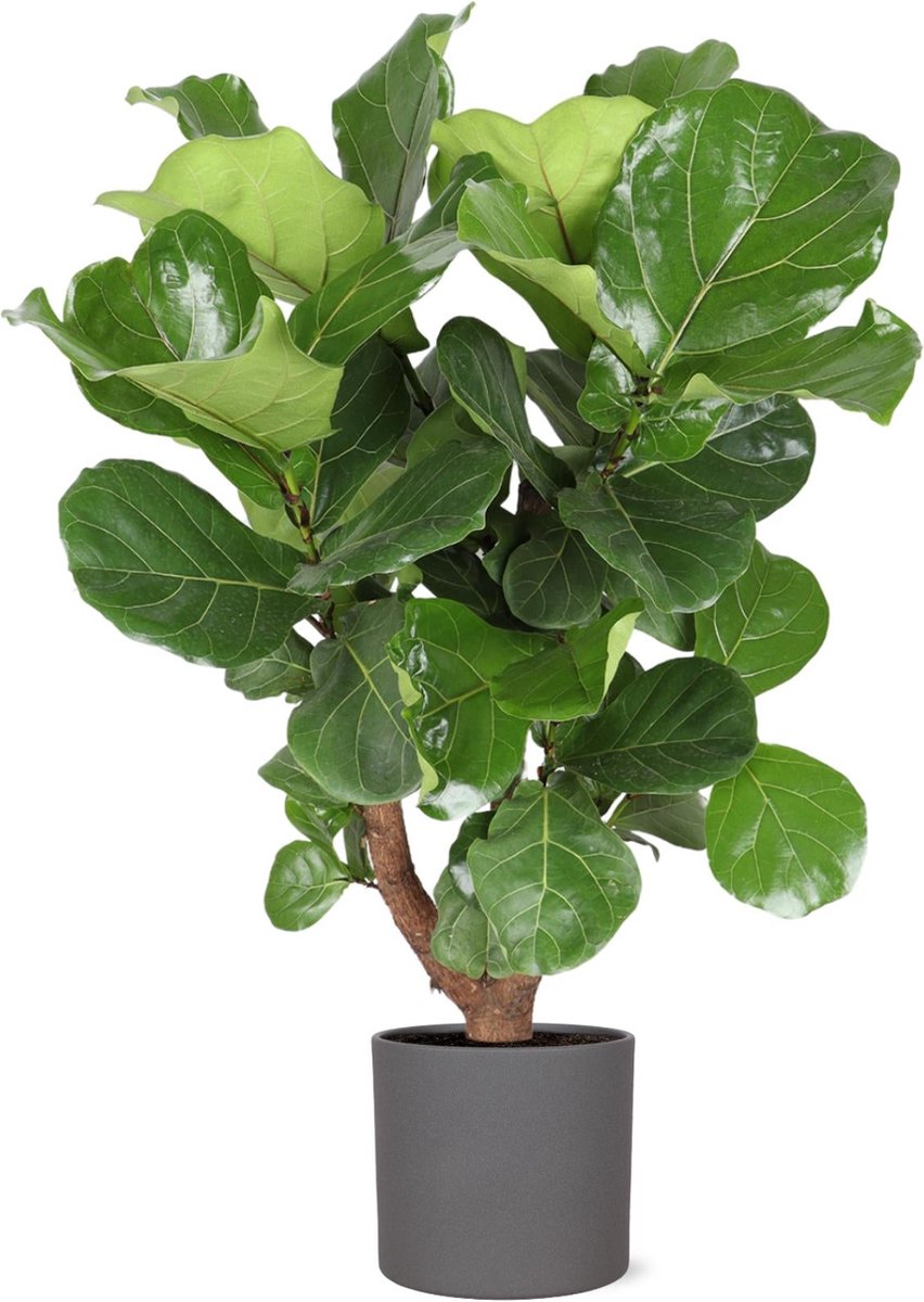 Ficus Lyrata (vertakt) Ø24cm 110cm in Era ANTRACIET pot