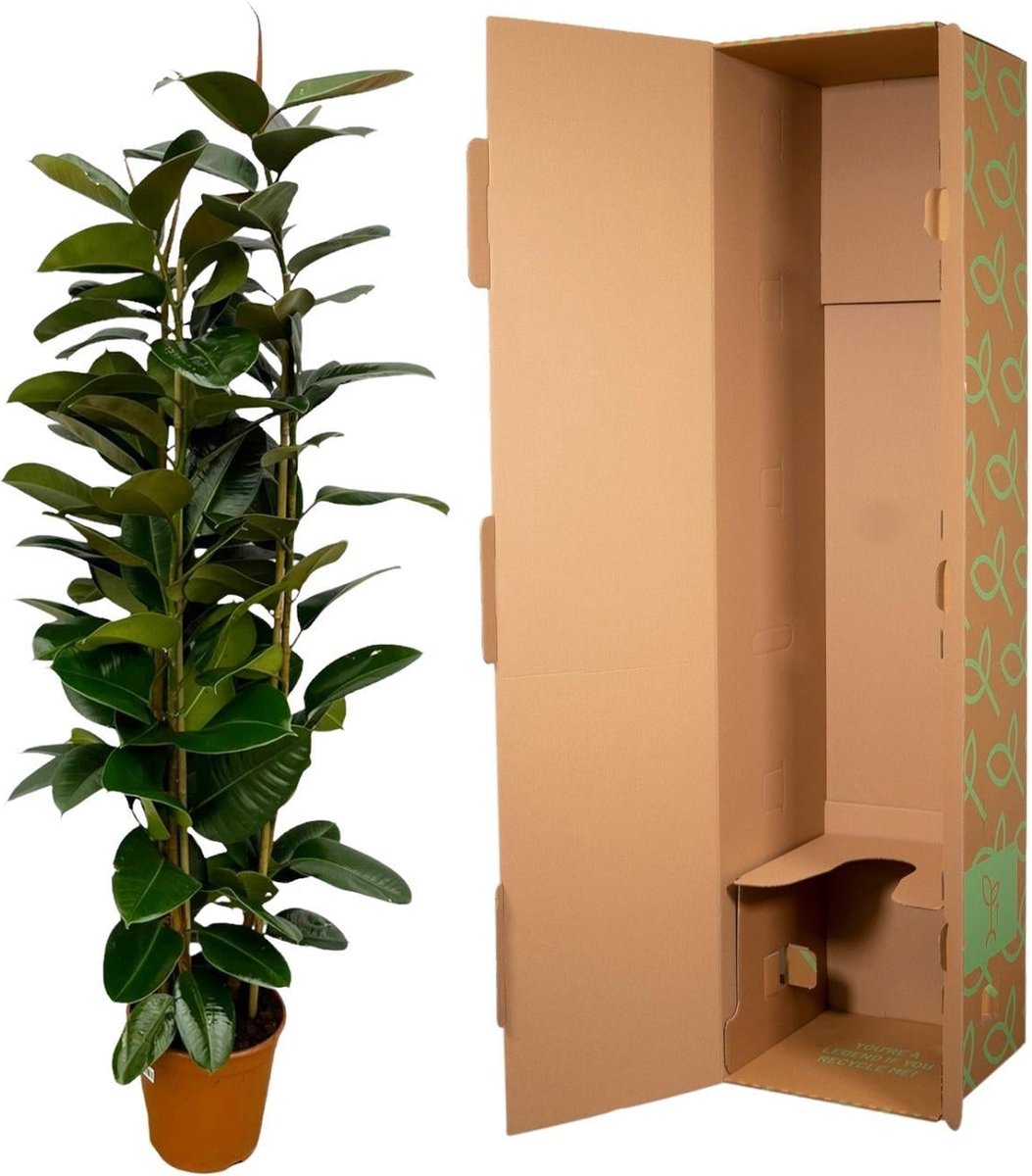 Ficus Elastica Robusta struik - 170 cm - Ø27cm