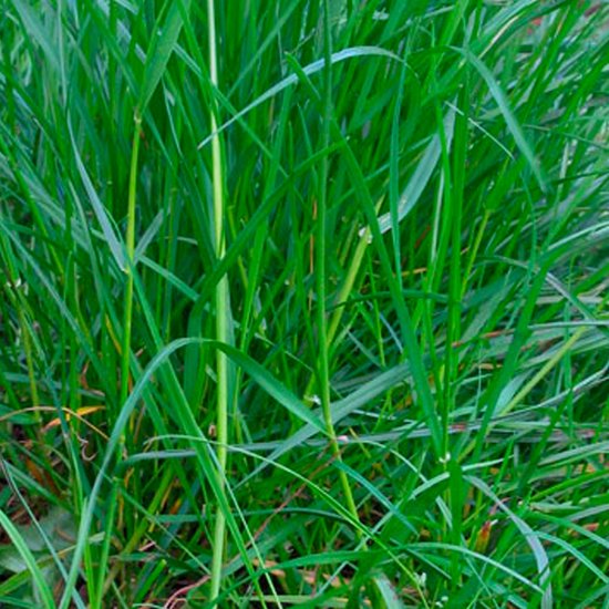 Ten Have Seeds Engels raaigras | bol