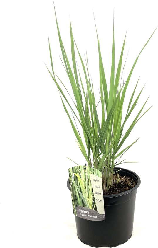 Foto: Plant in a box panicum virgatum panicum northwind siergras winterhard pot 23cm hoogte 40 60cm