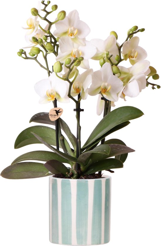 Foto: Witte phalaenopsis orchidee lausanne painted stripe sierpot turquoise potmaat 9cm bloeiende kamerplant vers van de kweker