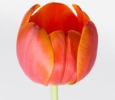 DutchFlowers - Boeket - 50x Tulipa ad rem 40cm