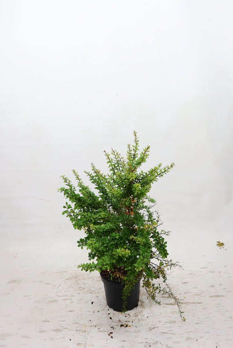 Groene zuurbes 60-80 cm (in pot) - Berberis thunbergii - Ø26 cm - natuurlijke bescherming dankzij doorns - eetbare besjes voor vogels - groeit in bijna alle omstandigheden