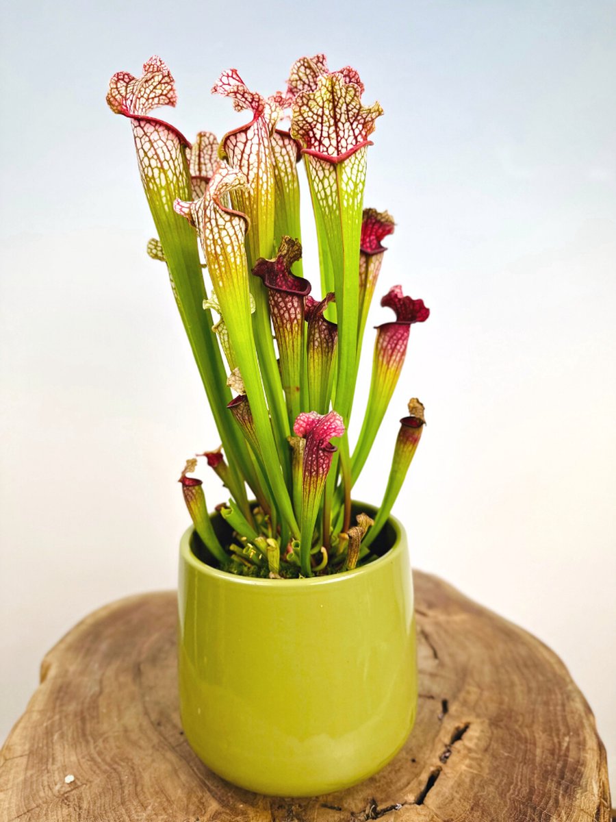 Trompetbekerplant "Sarracenia Leucophylla" groot incl. plantenpot Amazone "Groen" | Complete set (worden samen geleverd) | Plaats bij aankomst jouw vleesetende plant in de pot en geniet meteen