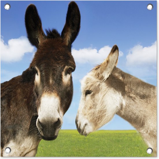 Tuinposters Ezels in het veld - 50x50 cm - Tuindoek - Buitenposter