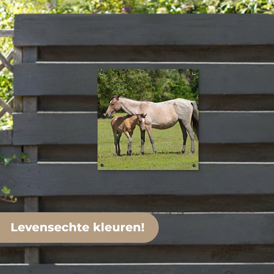 Posters de jardin Paarden - Herbe - Ombre - 50x50 cm - Toile de jardin - Affiche extérieure