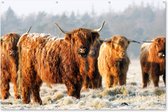 Muurdecoratie Schotse Hooglanders - Sneeuw - Bos - 180x120 cm - Tuinposter - Tuindoek - Buitenposter