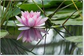 Tuinposter 120x80 cm - Tuindecoratie Bloemen - Lotus - Water - Poster voor in de tuin - Buiten decoratie - Schutting tuinschilderij - Tuindoek muurdecoratie - Wanddecoratie balkondoek