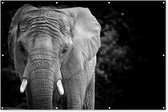 Muurdecoratie Portret van een olifant in zwart-wit - 180x120 cm - Tuinposter - Tuindoek - Buitenposter