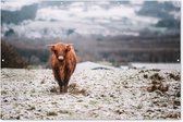 Muurdecoratie Schotse Hooglander - Sneeuw - Berg - 180x120 cm - Tuinposter - Tuindoek - Buitenposter