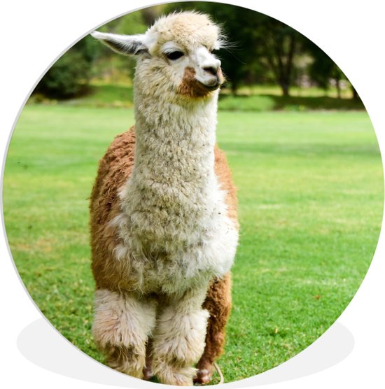 WallCircle - Wall Circle - Wall Circle Indoor - Alpaga - Wit - Marron - Arbre - 150x150 cm - Décoration murale - Peintures Ronds