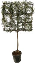 Trendyplants - Olijfboom - Olea Europaea boom op rek - Tuinplant - Hoogte 215-235 cm - Potmaat Ø40cm