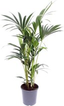 Plantenboetiek.nl | Howea Forsteriana - Kamerplant - Hoogte 120cm - Potmaat 21cm