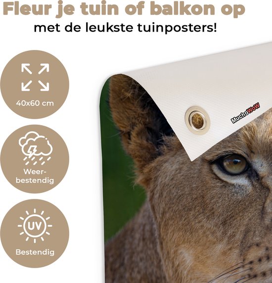 Poster Jardin jeune lionne 40x60 cm - petit - Toile de jardin / Toile d'extérieur / Peintures d'extérieur (décoration de jardin)