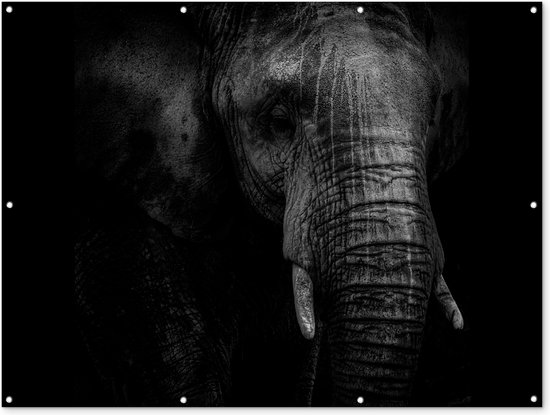 Muurdecoratie buiten Portret van een olifant in zwart-wit tegen een donkere achtergrond - 160x120 cm - Tuindoek - Buitenposter
