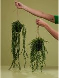 Twee groene hangplanten met kleine, ronde blaadjes, aan touw opgehangen. Eén plant is langer met lange, slingerende takken.