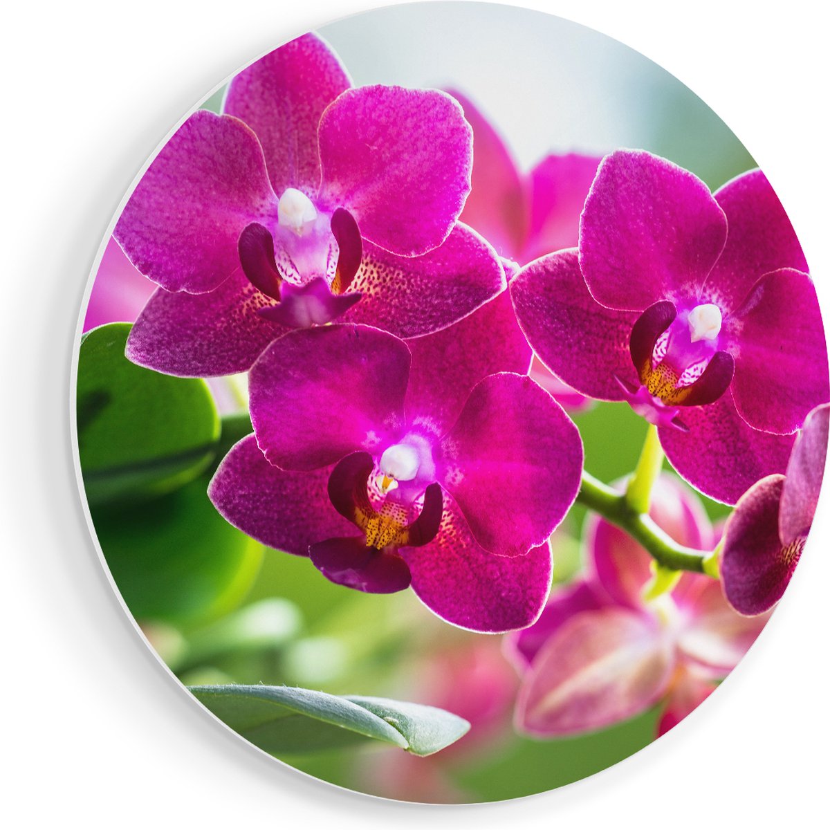 Artaza Forex Muurcirkel Roze Orchidee Bloemen - 50x50 cm - Klein - Wandcirkel - Rond Schil